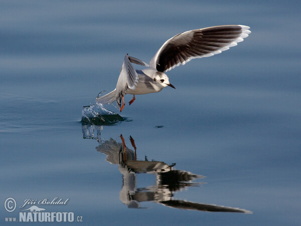 Gaivota-pequena