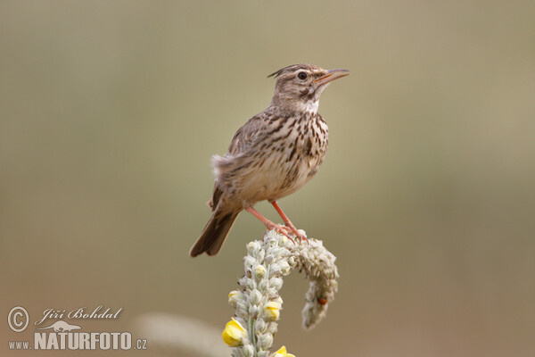 Galerida cristata