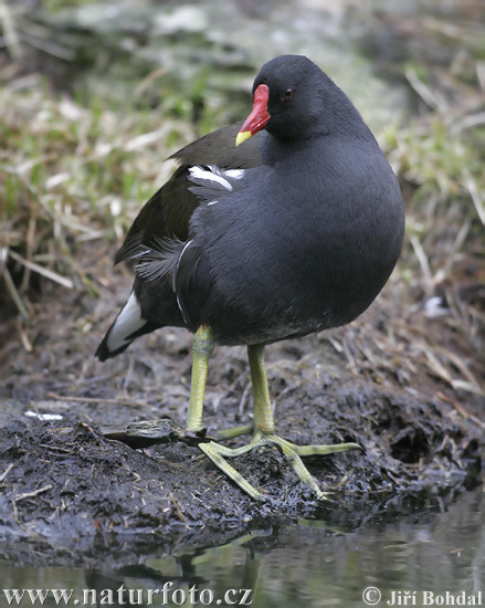 Gallinule poule-d'eau