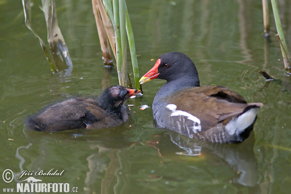 Gallinule poule-d'eau