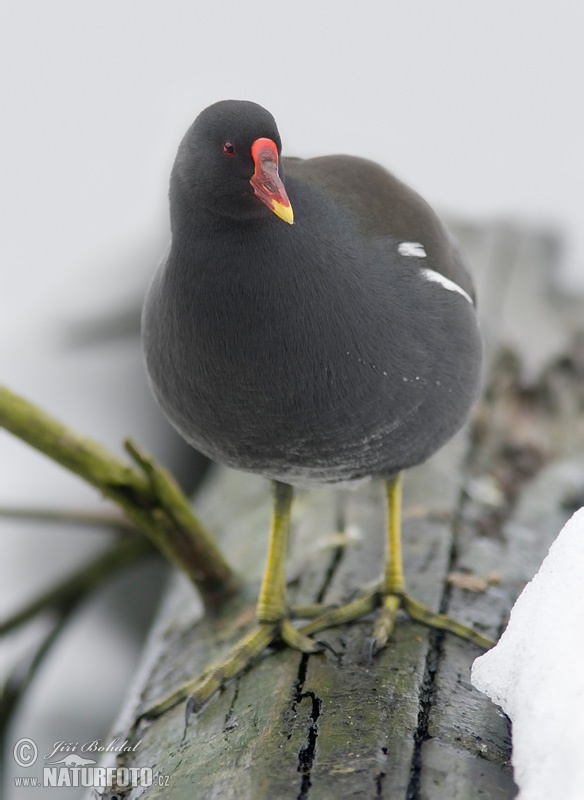 Gallinule poule-d'eau