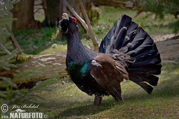 Gallo cedrone