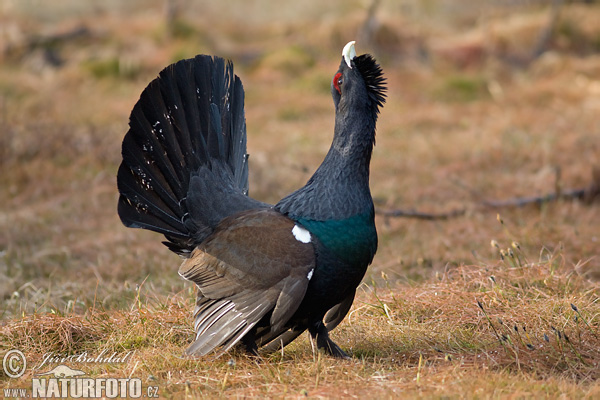 Gallo cedrone