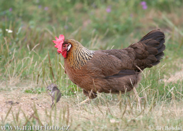 Gallus domesticus