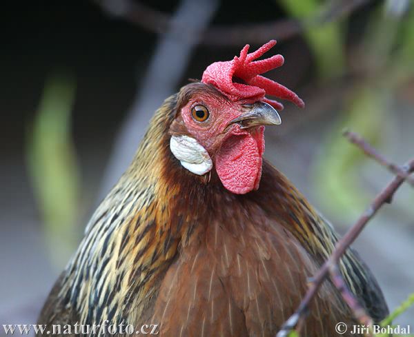 Gallus domesticus