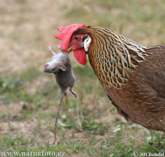 Gallus gallus domesticus