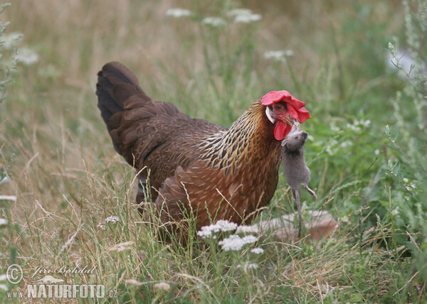 Gallus gallus domesticus