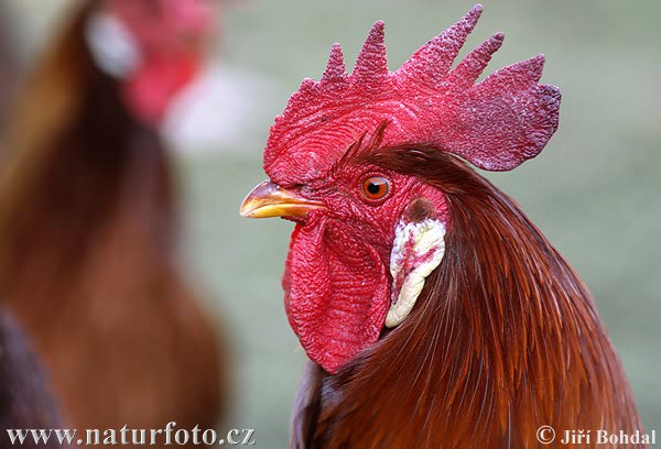 Gallus gallus domesticus