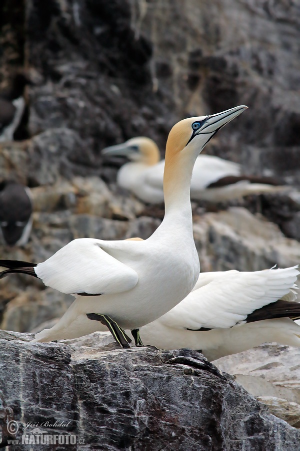 Gannet utara