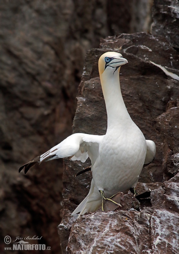 Gannet utara