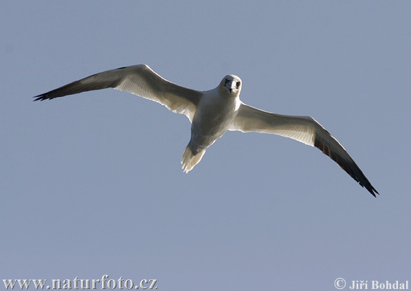 Gannet utara