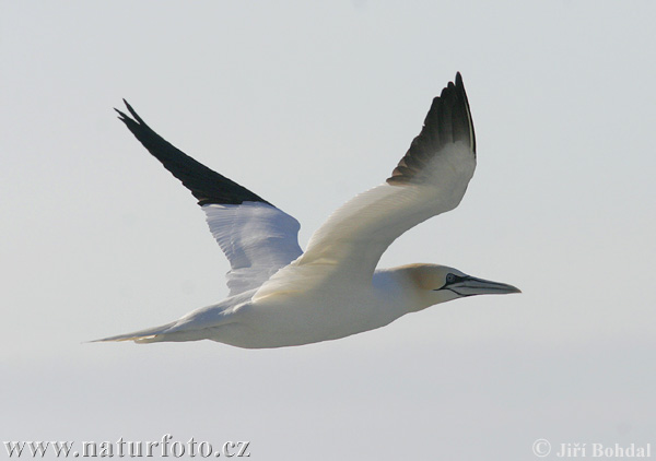 Gannet utara