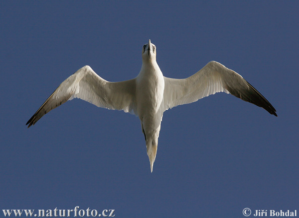 Gannet utara
