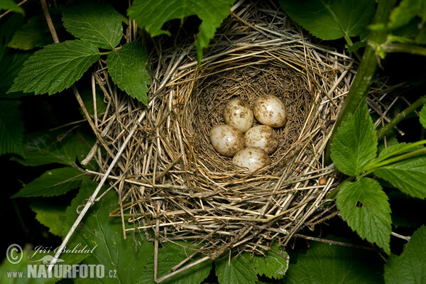 Garden Warbler (Sylvia borin)