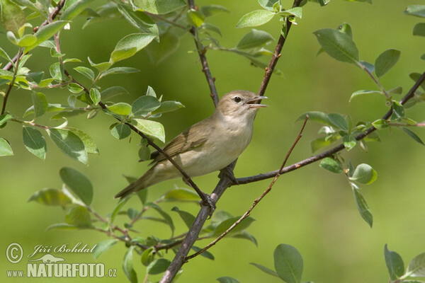 Garden Warbler (Sylvia borin)