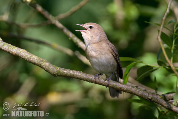 Garden Warbler (Sylvia borin)