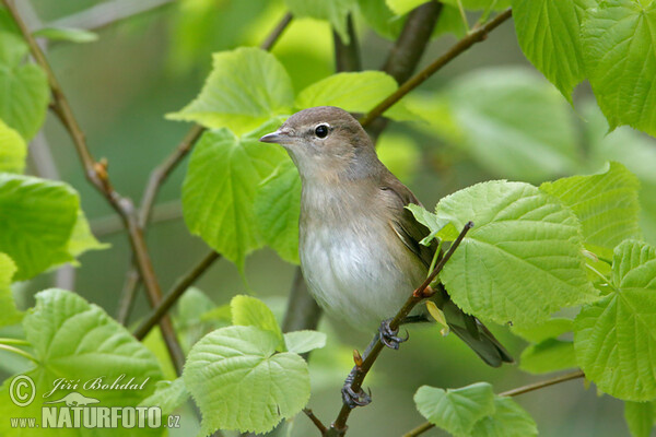 Garden Warbler (Sylvia borin)