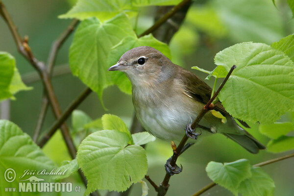 Garden Warbler (Sylvia borin)