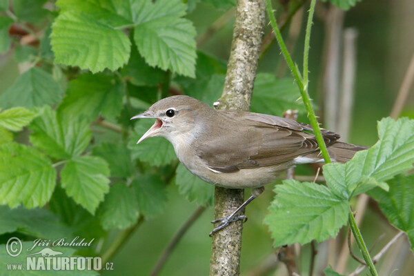 Garden Warbler (Sylvia borin)