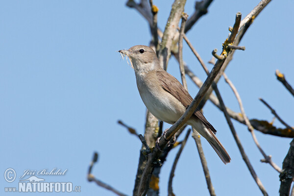 Garden Warbler (Sylvia borin)