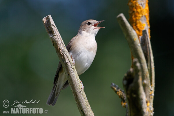 Garden Warbler (Sylvia borin)