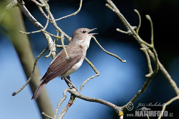 Garden Warbler (Sylvia borin)