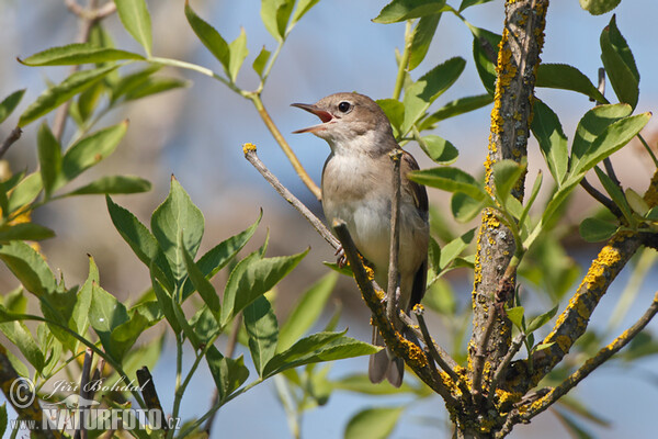 Garden Warbler (Sylvia borin)