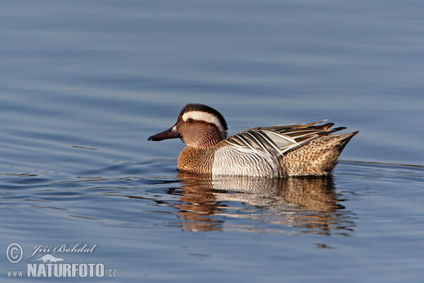 Garganey (Anas querquedula)