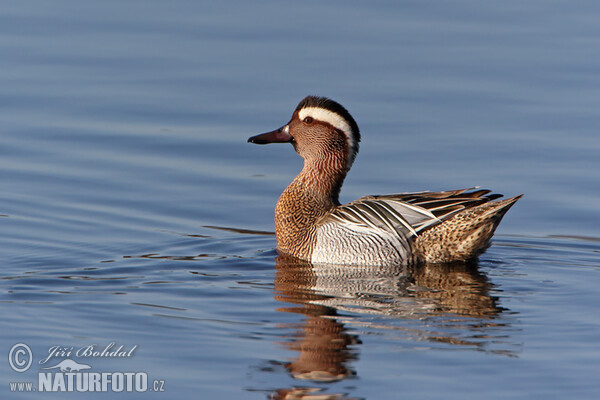 Garganey (Anas querquedula)