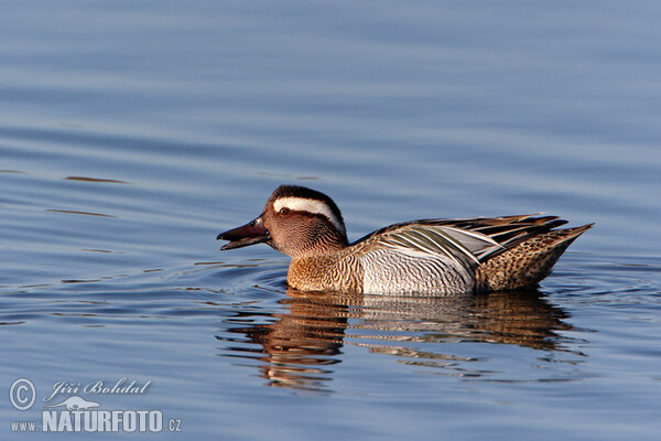 Garganey (Anas querquedula)