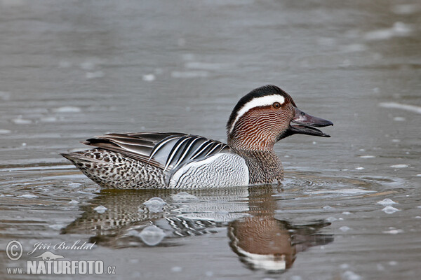 Garganey (Anas querquedula)