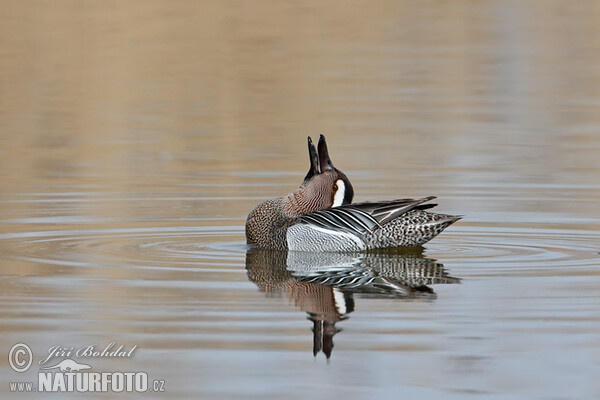 Garganey (Anas querquedula)