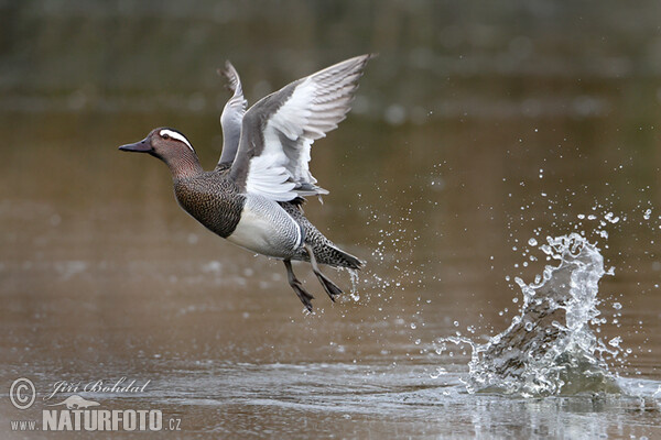 Garganey (Anas querquedula)