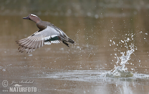 Garganey (Anas querquedula)