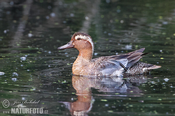 Garganey (Anas querquedula)