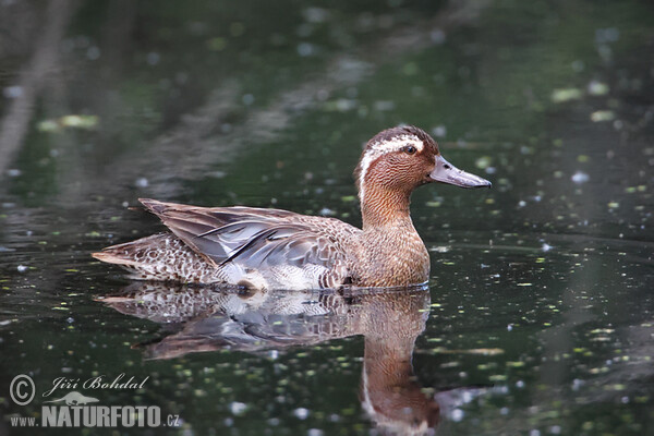 Garganey (Anas querquedula)