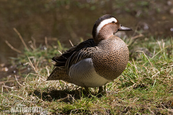 Garganey (Anas querquedula)