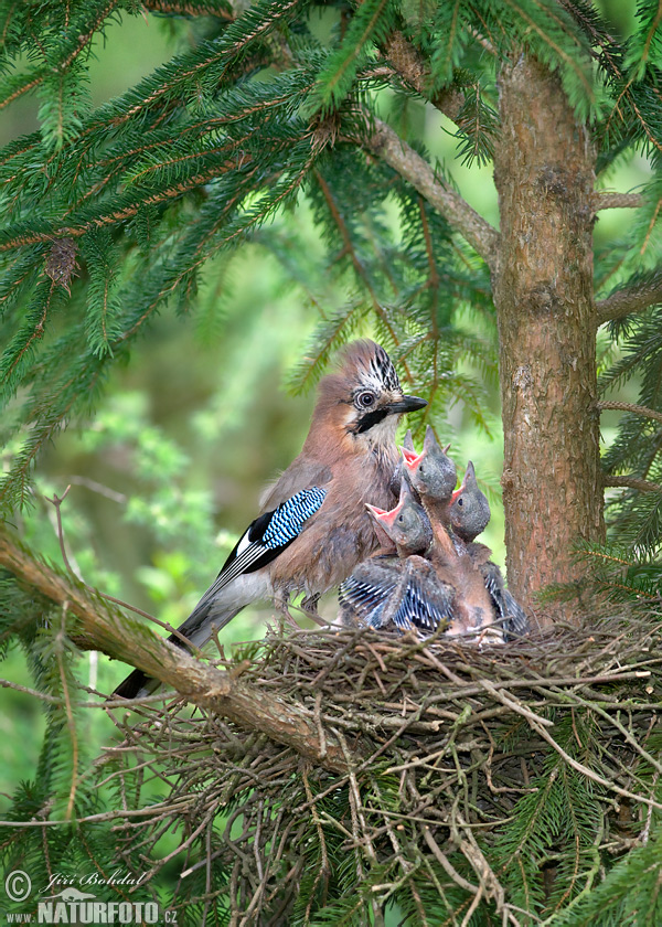 Garrulus glandarius