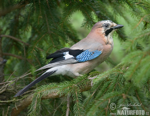 Garrulus glandarius