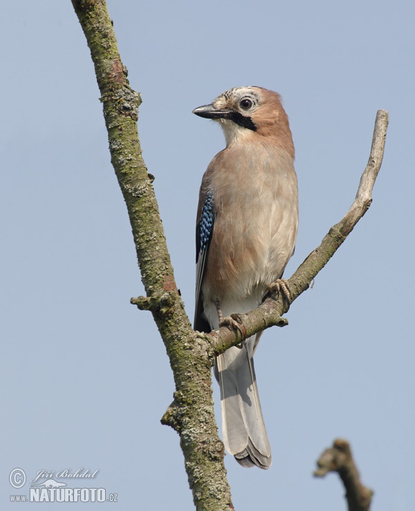 Garrulus glandarius