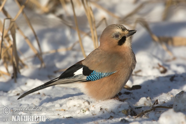 Garrulus glandarius