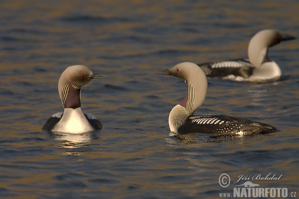 Gavia arctica