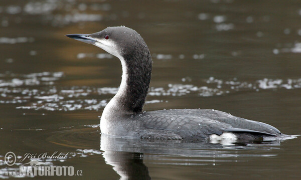 Gavia arctica