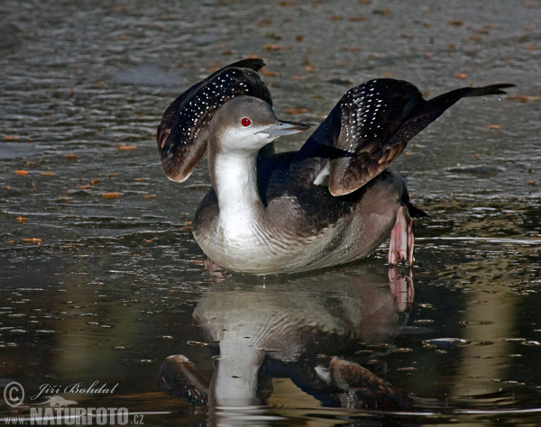 Gavia arctica