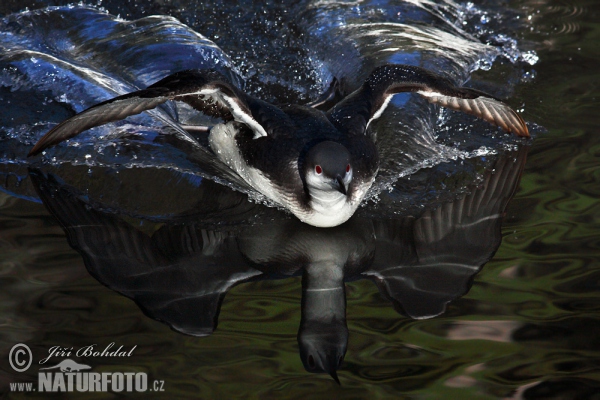 Gavia arctica