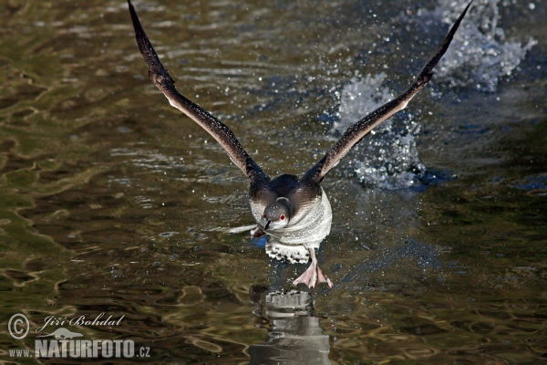 Gavia arctica