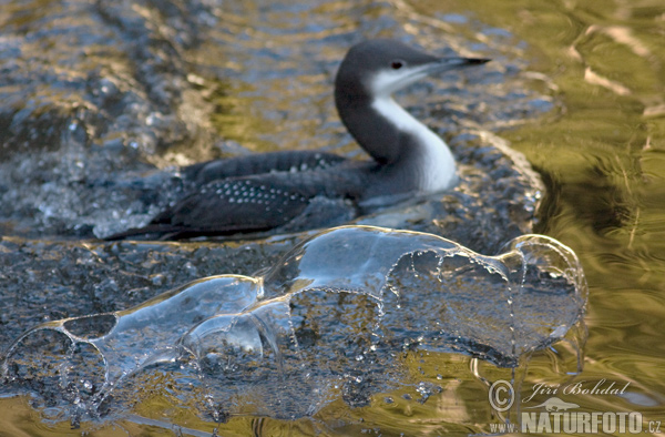 Gavia arctica