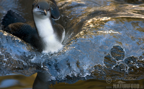 Gavia arctica