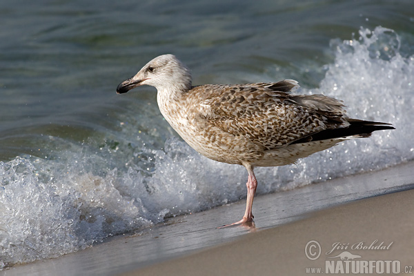 Gaviota argéntea