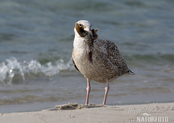 Gaviota argéntea